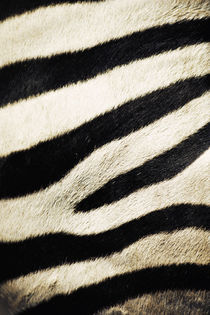 USA, California, San Diego Zoo, Extreme Close-up of Zebra von Danita Delimont