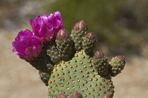 Beavertail Cactus in flower, found only in Alabama Hills, ne... von Danita Delimont