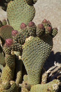 Beavertail Cactus in flower, found only in Alabama Hills, ne... by Danita Delimont