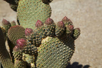 Beavertail Cactus in flower, found only in Alabama Hills, ne... by Danita Delimont