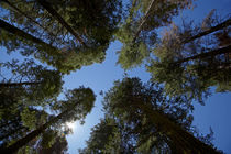 Trees at Tuolumne Sequoia Grove, near Crane Flat, Yosemite N... von Danita Delimont