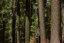 Tree trunks, Tuolumne Sequoia Grove, near Crane Flat, Yosemi... von Danita Delimont