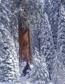 Snow covered forest, Sequia Kings Canyon National Park, California von Danita Delimont