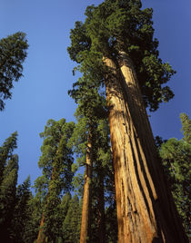 Looking up a Giant Sequoia tree in Giant Forest, Sequoia Kin... von Danita Delimont