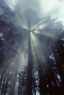 USA, California, Sun, Smoke, Forest Fire, Sequoia and Kings ... by Danita Delimont