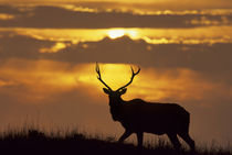 USA, California, Tule Elk, Point Reyes National Seashore von Danita Delimont