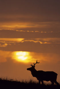 USA, California, Sunset, Tule Elk, Point Reyes National Seashore by Danita Delimont