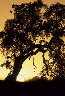 USA, California, Oak Tree, Sunset, Pinnacles National Monument by Danita Delimont
