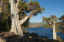 Juniper Trees above Echo Lake, Sierra Nevada Mountains by Danita Delimont