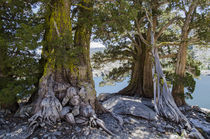 Sierra Juniper Trees and Ralston Lake, Desolation Wilderness... by Danita Delimont