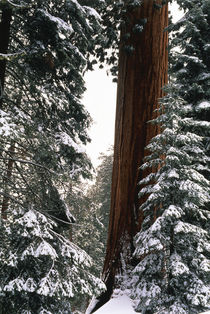 USA, California, Sequoia National Park, Giant Forest, Giant ... von Danita Delimont