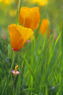 California golden poppies in a green field by Danita Delimont