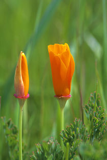 California Golden Poppies by Danita Delimont