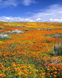 California Poppy Reserve by Danita Delimont