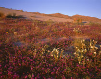 USA, California, Anza Borrego Desert State Park, Evening lig... von Danita Delimont