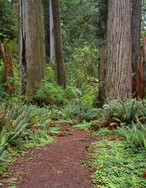USA, California, Prairie Creek Redwoods State Park, Trail le... by Danita Delimont