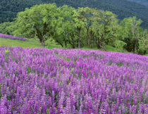 USA, California, Redwood National Park, Spring meadow of riv... von Danita Delimont