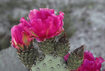 Beavertail cactus in bloom, Anza-Borrego Desert State Park, ... von Danita Delimont