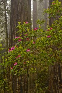 Rhododendrons blooming with Coast Redwood trees in Lady Bird... by Danita Delimont