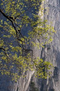 USA, California, Yosemite National Park von Danita Delimont
