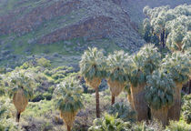 USA, California, Palm Springs, Indian Canyons von Danita Delimont