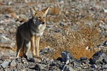 Coyote of Death Valley von Danita Delimont