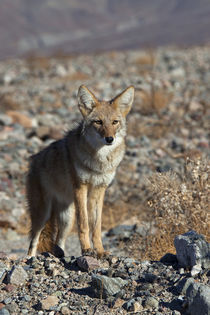 Coyote of Death Valley by Danita Delimont
