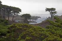 Monterey Cypress Trees von Danita Delimont