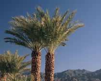 Palm Trees at Furnace Creek, Death Valley National Park, Cal... by Danita Delimont