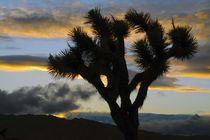Sunset, Joshua Tree National Park, California, USA by Danita Delimont