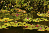 Lily Pads, Shore Acres Garden, Shore Acres State Park, Oregon, USA von Danita Delimont