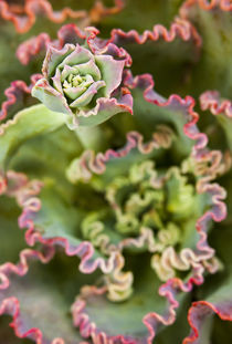 Emerging bud of an Echeveria Plant. by Danita Delimont