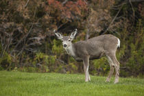 Mule Deer Doe on the Lawn at Mono County Park, Mono Lake, California von Danita Delimont