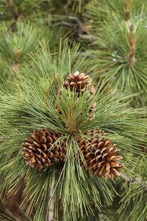 Eastern Sierra Pine and new cones at Oh-Ridge Campground, Ju... by Danita Delimont