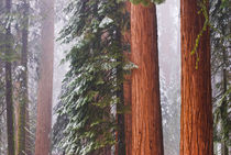 California, Giant Sequoia in winter, Giant Forest, Sequoia N... by Danita Delimont