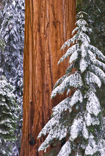 California, Giant Sequoia in winter, Giant Forest, Sequoia N... by Danita Delimont