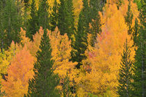 Fall aspens and pines along Bishop Creek, Inyo National Fore... by Danita Delimont