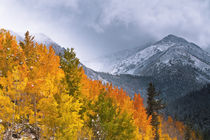 Fall color and early snow at North Lake, Inyo National Fores... by Danita Delimont
