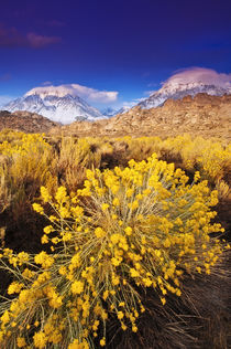 Dawn light on Rabbitbrush and the Sierra crest from Buttermi... by Danita Delimont
