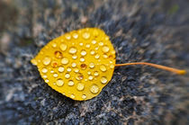 Fall aspen leaf detail, Inyo National Forest, Sierra Nevada ... by Danita Delimont