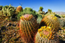 Barrel Cactus and cholla in Plum Canyon, Anza-Borrego Desert... by Danita Delimont