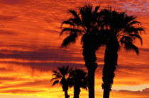 Silhouetted palms at sunrise, Anza-Borrego Desert State Park, Usa von Danita Delimont
