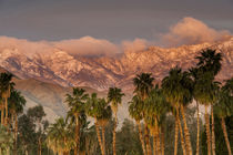 USA, California, Palm Springs by Danita Delimont