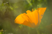 California poppy, Southern California by Danita Delimont