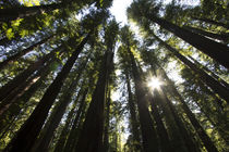 Redwoods, Roosevelt Grove, Humboldt Redwoods State Park by Danita Delimont