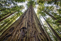 Roosevelt Grove, Humboldt Redwoods State Park, California by Danita Delimont