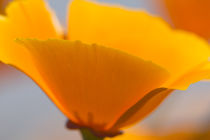 California poppies, Montana de Oro State Park, Los Osos, CA by Danita Delimont
