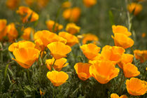 California poppies, Montana de Oro State Park, Los Osos, CA von Danita Delimont