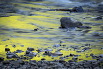Reflections on Bull Creek, Humboldt Redwoods State Park, California von Danita Delimont