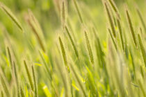 barley grass flower heads, Santa Monica Mountains National R... by Danita Delimont